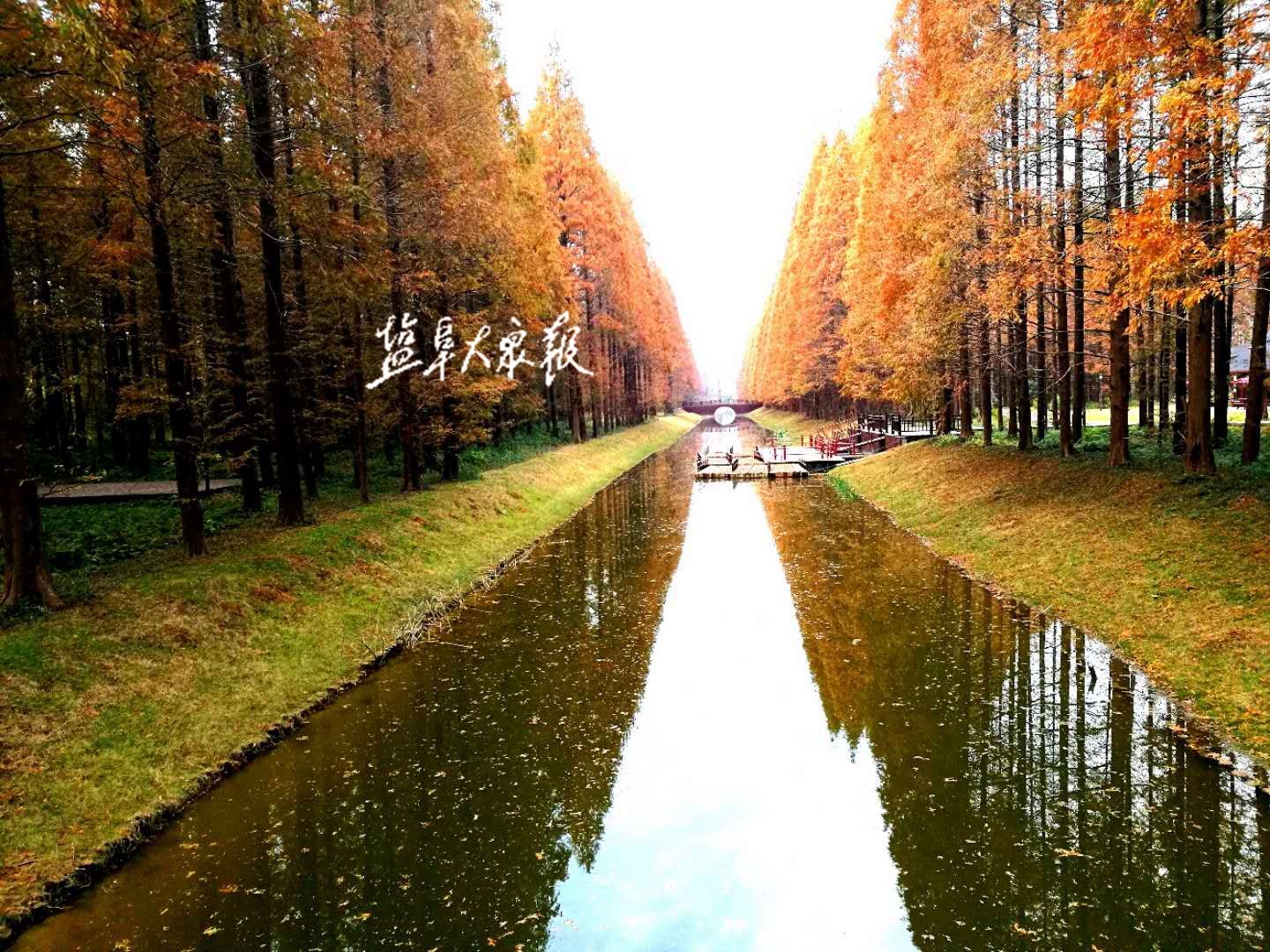 媒体大咖用镜头感受黄海森林公园动人意境