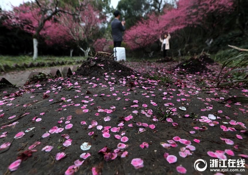 杭州:雨后梅花落满地