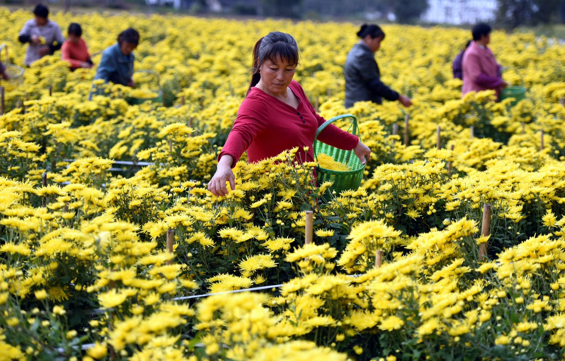 金秋时节采菊忙