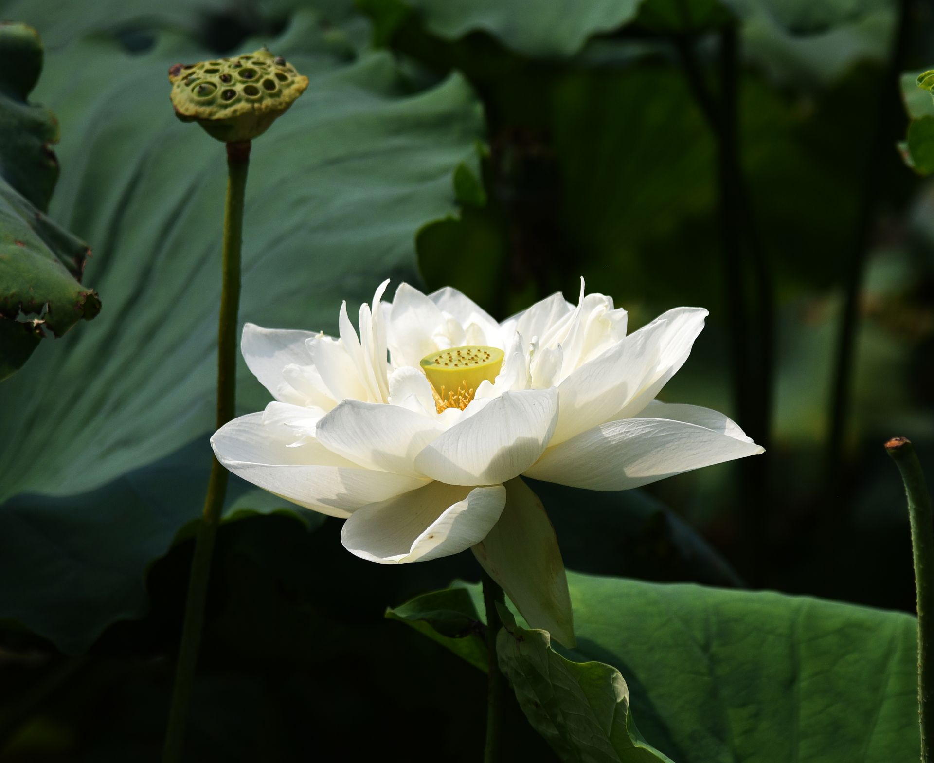 济南大明湖荷花美