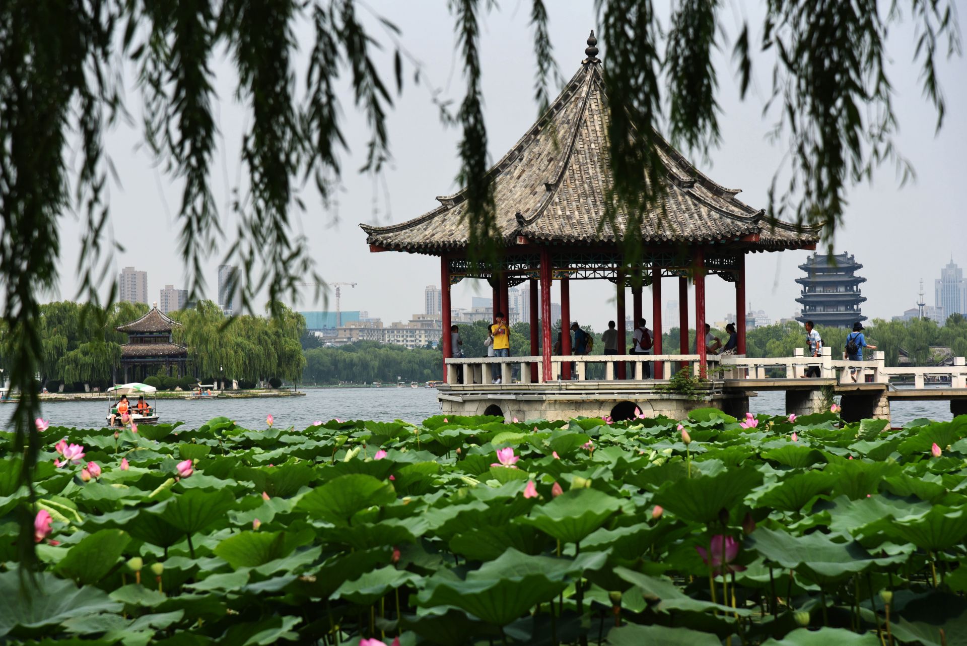 济南大明湖荷花美