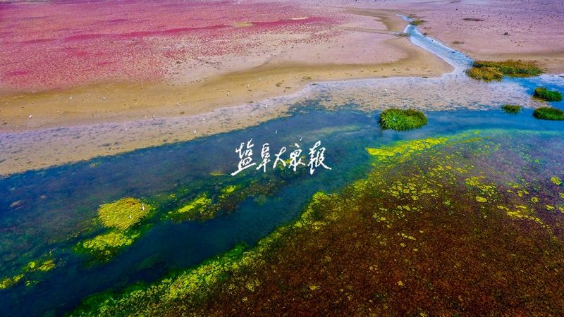 东台条子泥:滩涂奇景惹人醉 鸟儿栖息自由飞