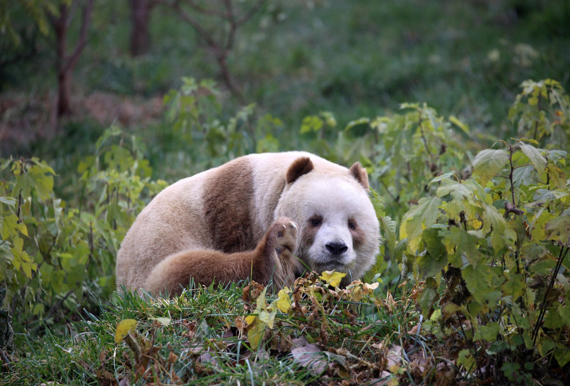 棕色大熊猫七仔 国宝中的国宝 - 知乎