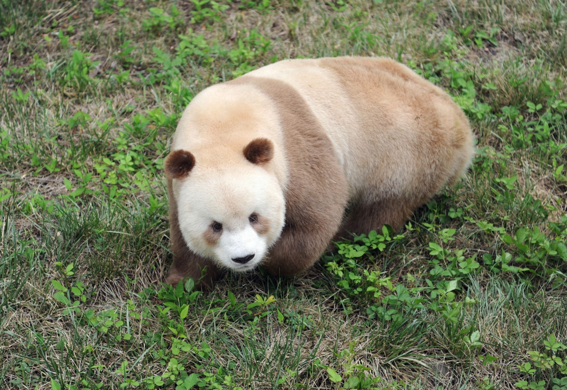 关于白色大熊猫，你想知道的都在这里了 - 知乎