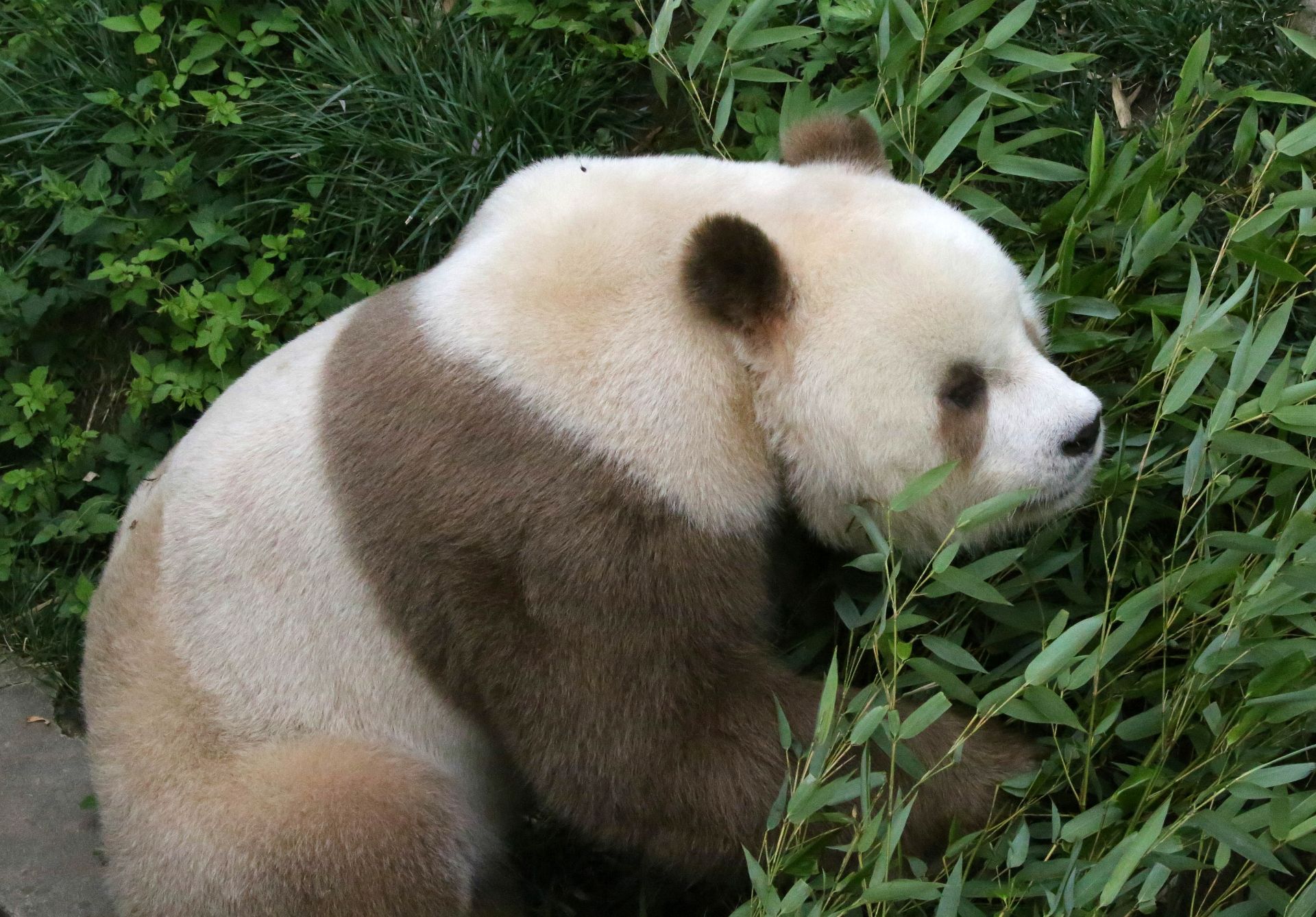 全球唯一圈养棕色大熊猫“七仔”首次成功自然交配_安安