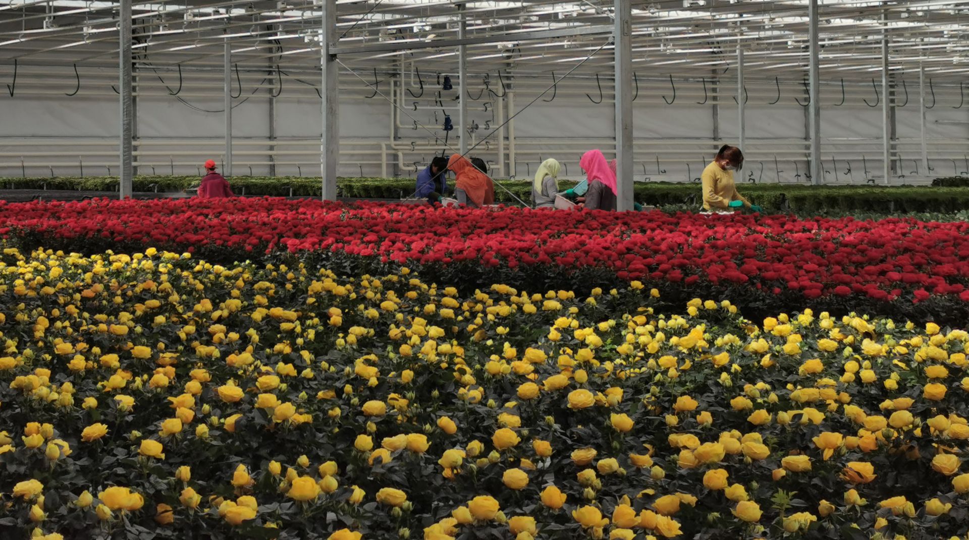 甘肃兰州:花卉产业即将投运