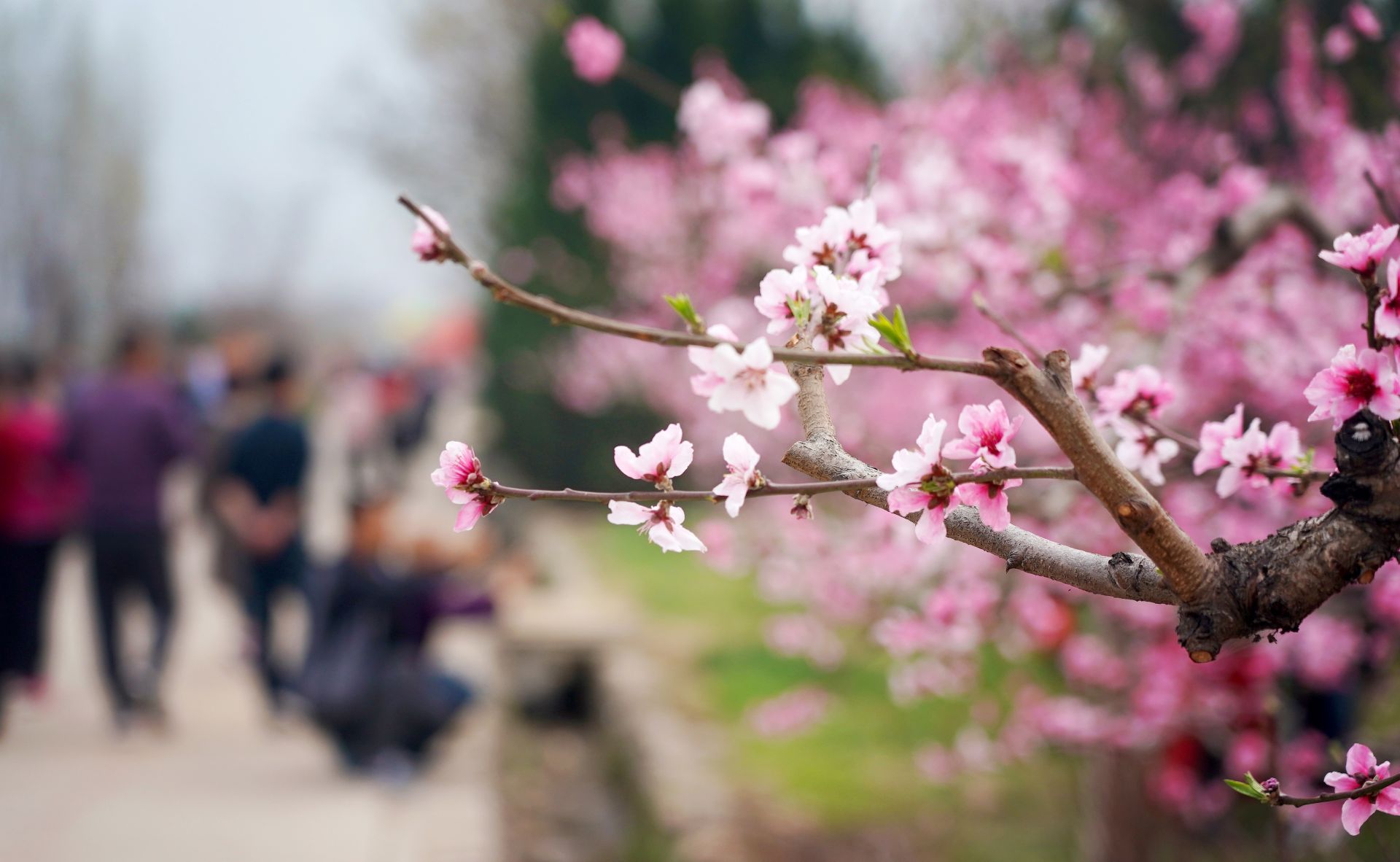 陕西西安:桃花灼灼斗春芳