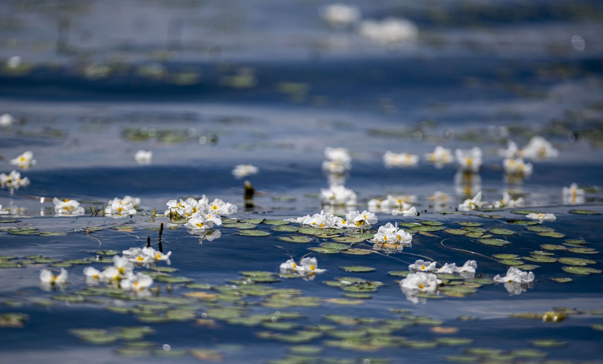 洱海又见海菜花