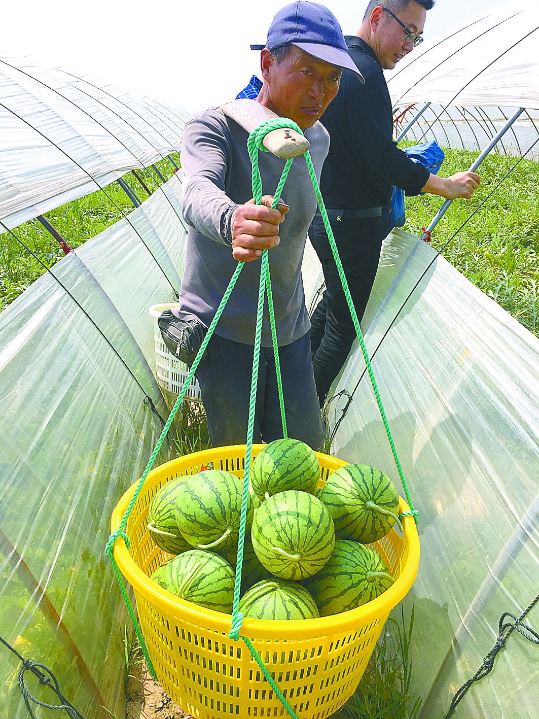 夏天，西瓜生长在绿色的西瓜种植园里。高清摄影大图-千库网