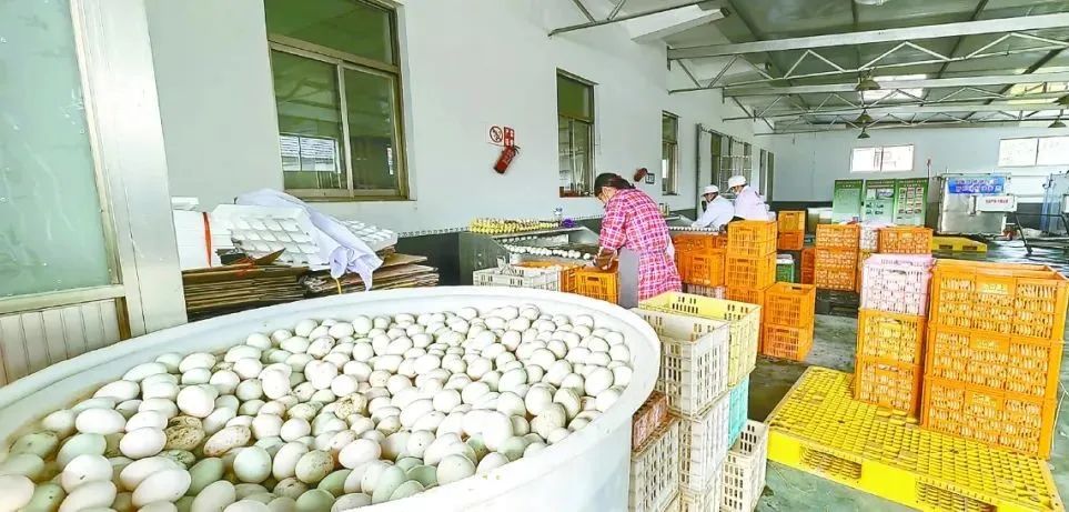 开云 开云体育官网江苏盐都：“农”墨重彩绘新卷打造乡村振兴“样板间”(图3)