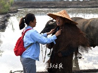 牛歌悠悠
