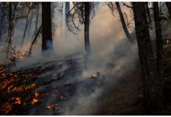 美國加州：直擊“迪克西”山火火場