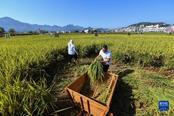 “慶豐收 共富?！泵利愢l村舉辦稻田趣味運動會