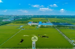 東臺市五烈鎮：打造優質稻米全產業鏈 推進強村富民