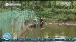 鹽城大豐：野生麋鹿被困河渠 保護區工作人員助其脫困 