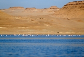 埃及法尤姆：火烈鳥漫步加龍湖
