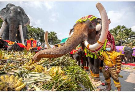 泰国大象日：大象享用自助餐