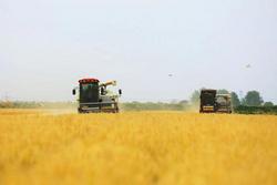 1600臺收割機上陣 61萬畝小麥開鐮