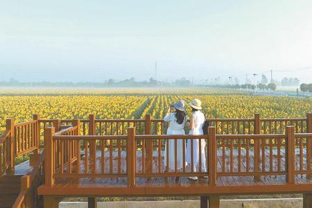 大美中国·盐城篇丨千亩葵花 向阳绽放