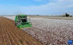 我國最大產棉區新疆進入棉花采收期
