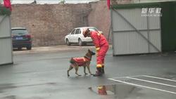 搜救犬是如何练成的？