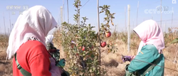 寧夏中衛沙地蘋果喜獲豐收 銷往多地
