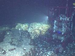 我國在南海成功構建深海原位光譜實驗室
