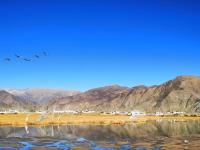 拉薩唐嘎濕地：珍稀鳥類的冬季樂園