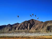 拉薩唐嘎濕地：珍稀鳥類的冬季樂園