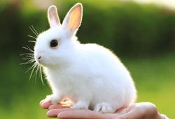 兔年说“兔”：“江苏兔”产业知多少