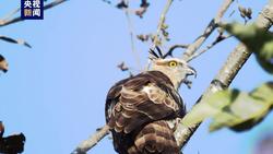国家二级保护动物褐冠鹃隼首次现身云南龙陵
