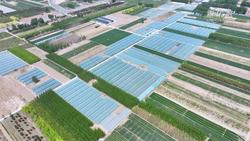 河北固安：聚焦特色果蔬 做强乡村产业
