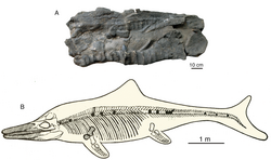 再次發現！珠峰地區發現新的喜馬拉雅魚龍化石