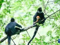 貴州麻陽河國家級自然保護區里的黑葉猴