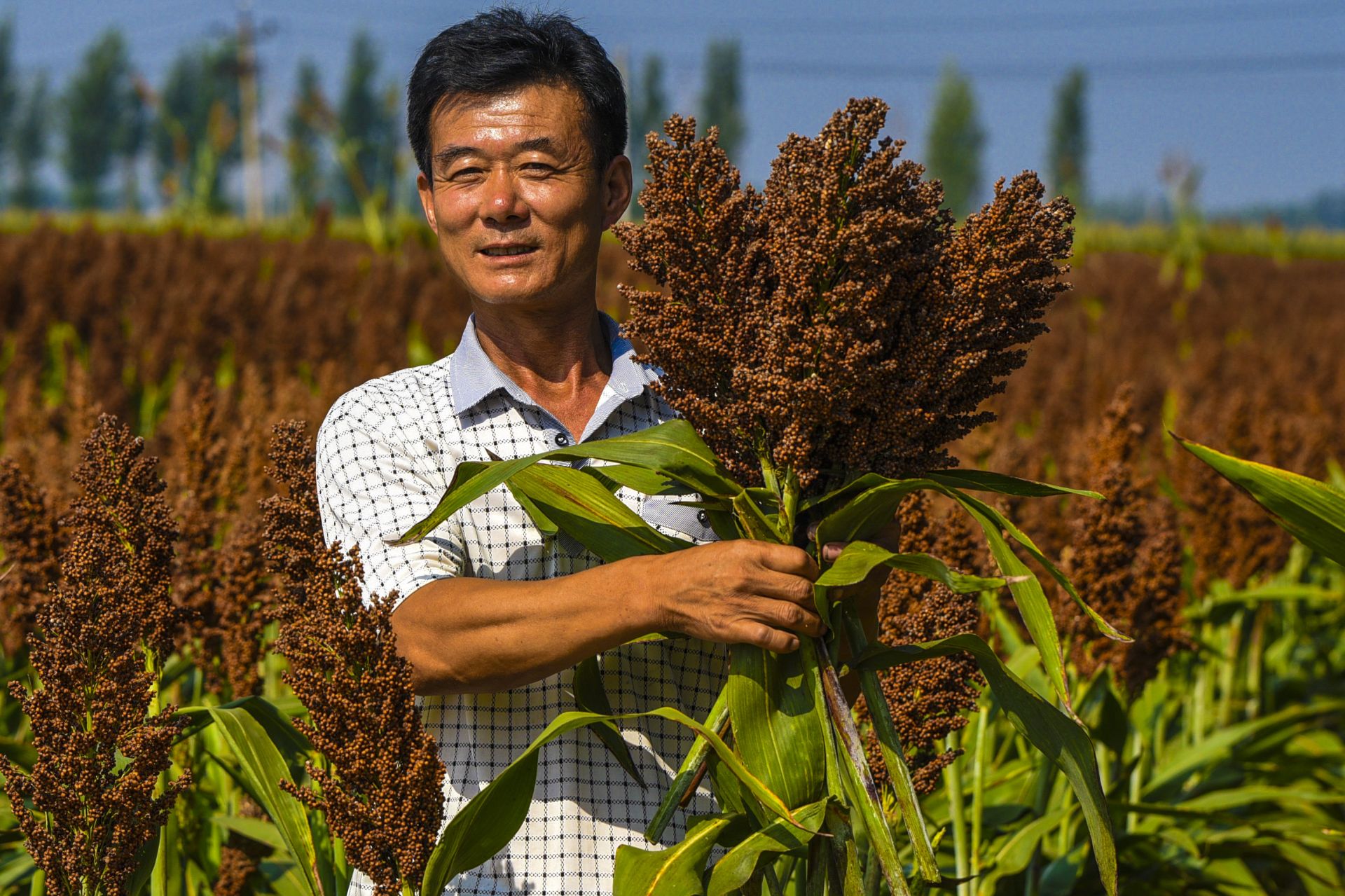 河北枣强:扶贫高粱喜丰收