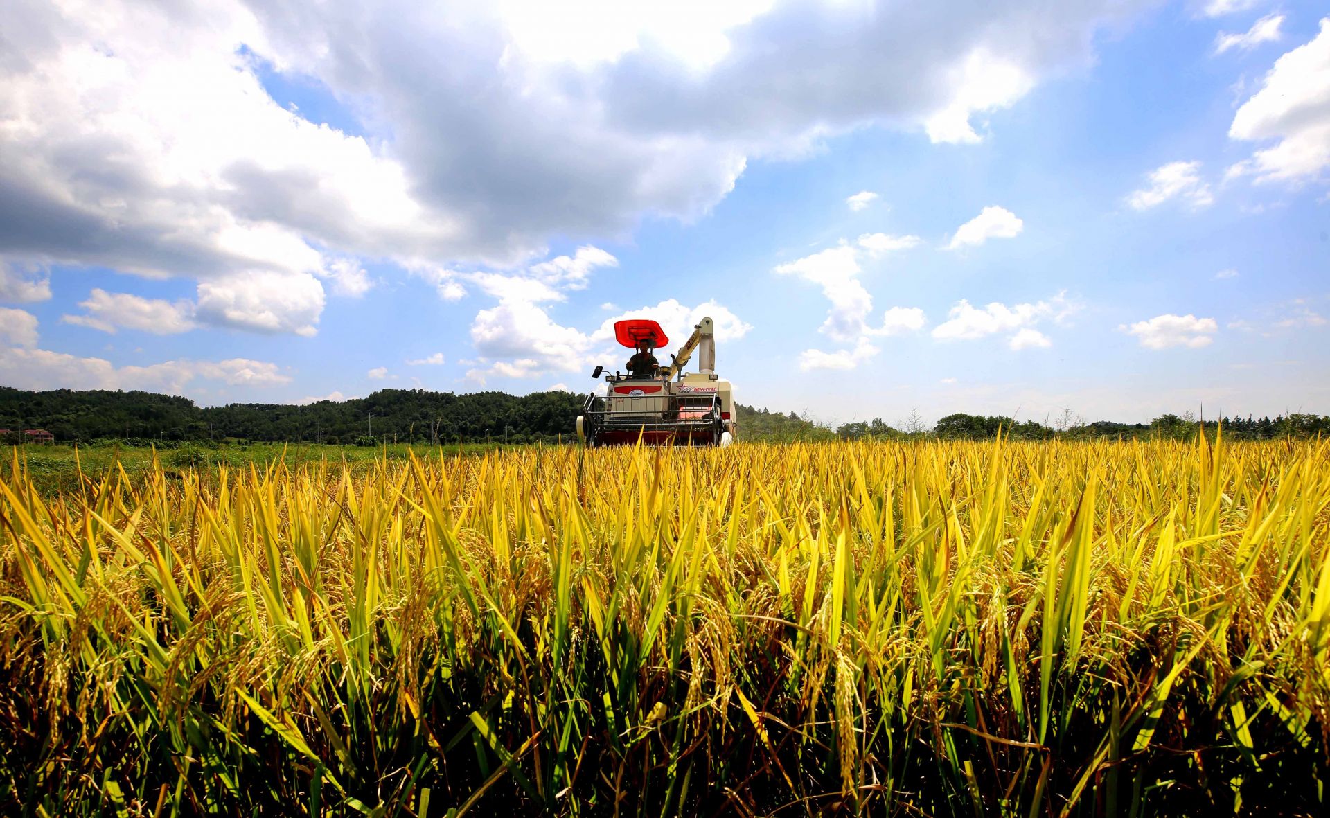 江西靖安:色彩斑斓丰收图