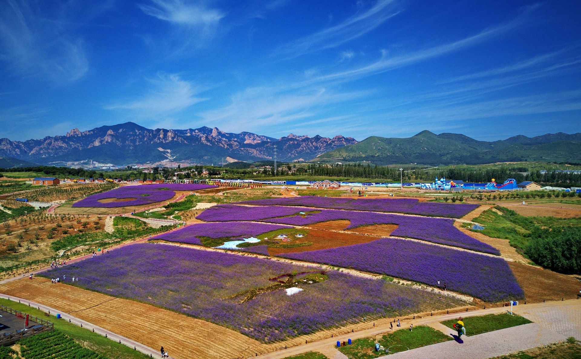 河北秦皇岛花海绘就艺术景观