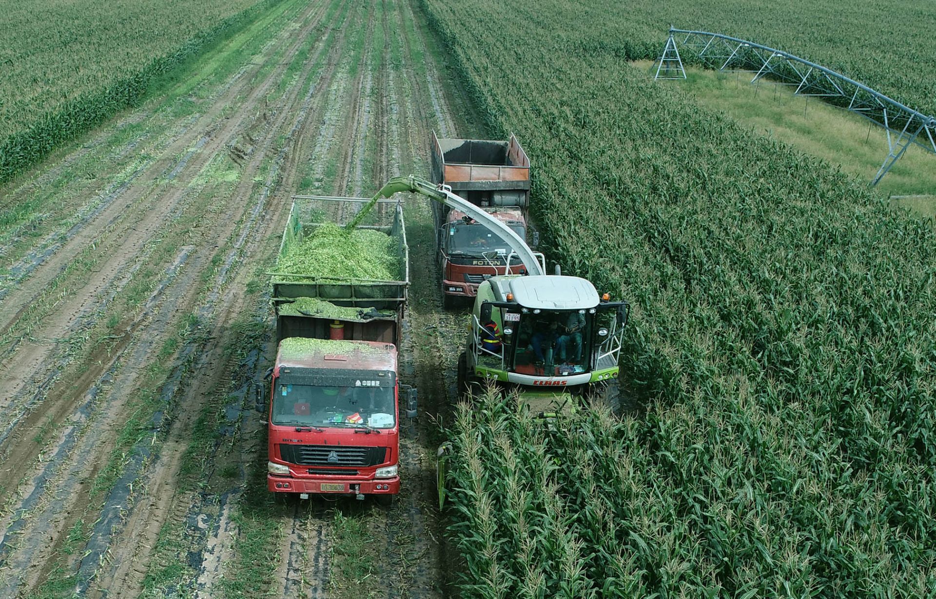 河北塞北:青贮玉米忙秋收