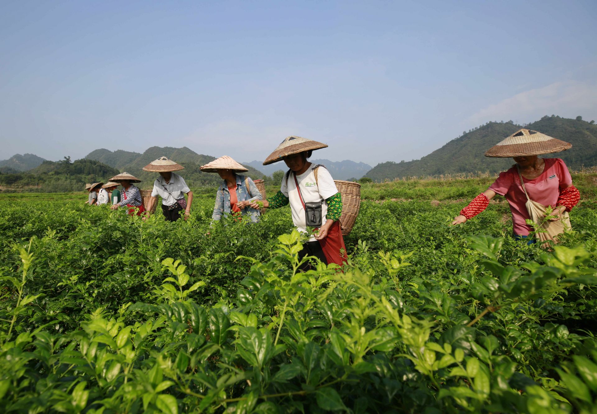 湖南张家界长寿藤茶秋茶采摘忙