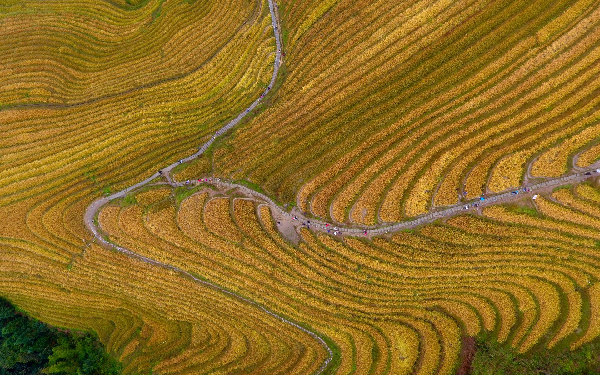 广西龙胜:梯田秋色