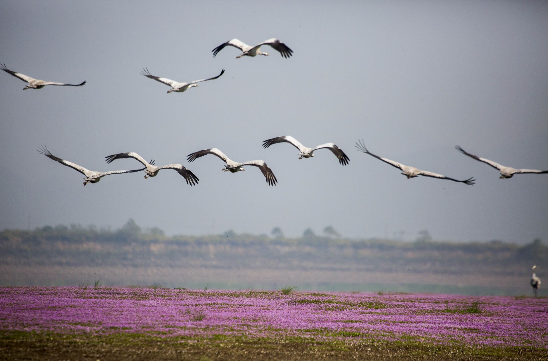 鄱阳湖冬季候鸟种类图片