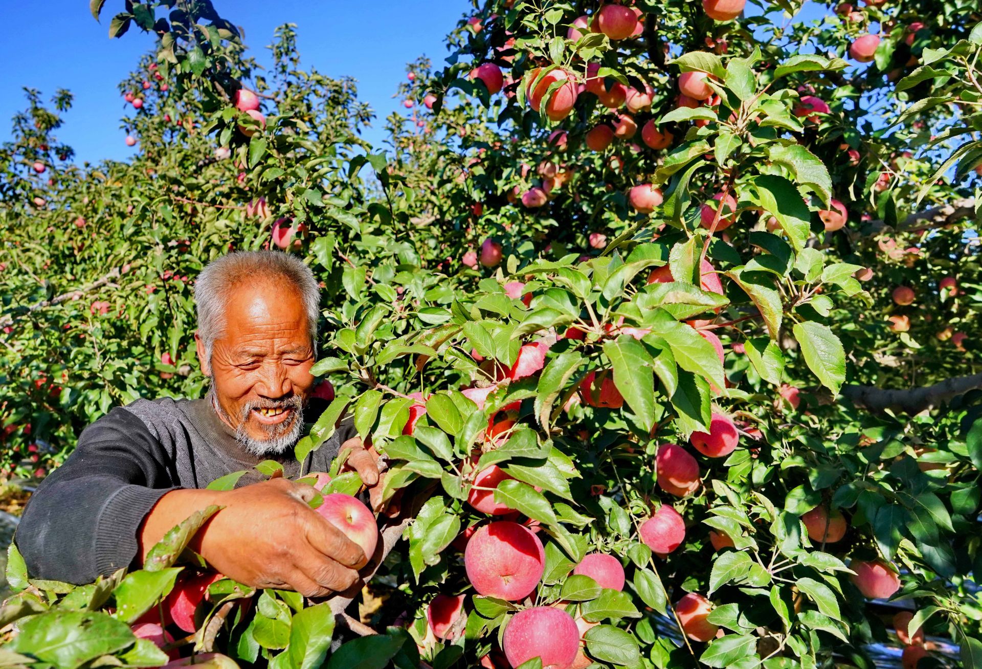 果树满坡富农家