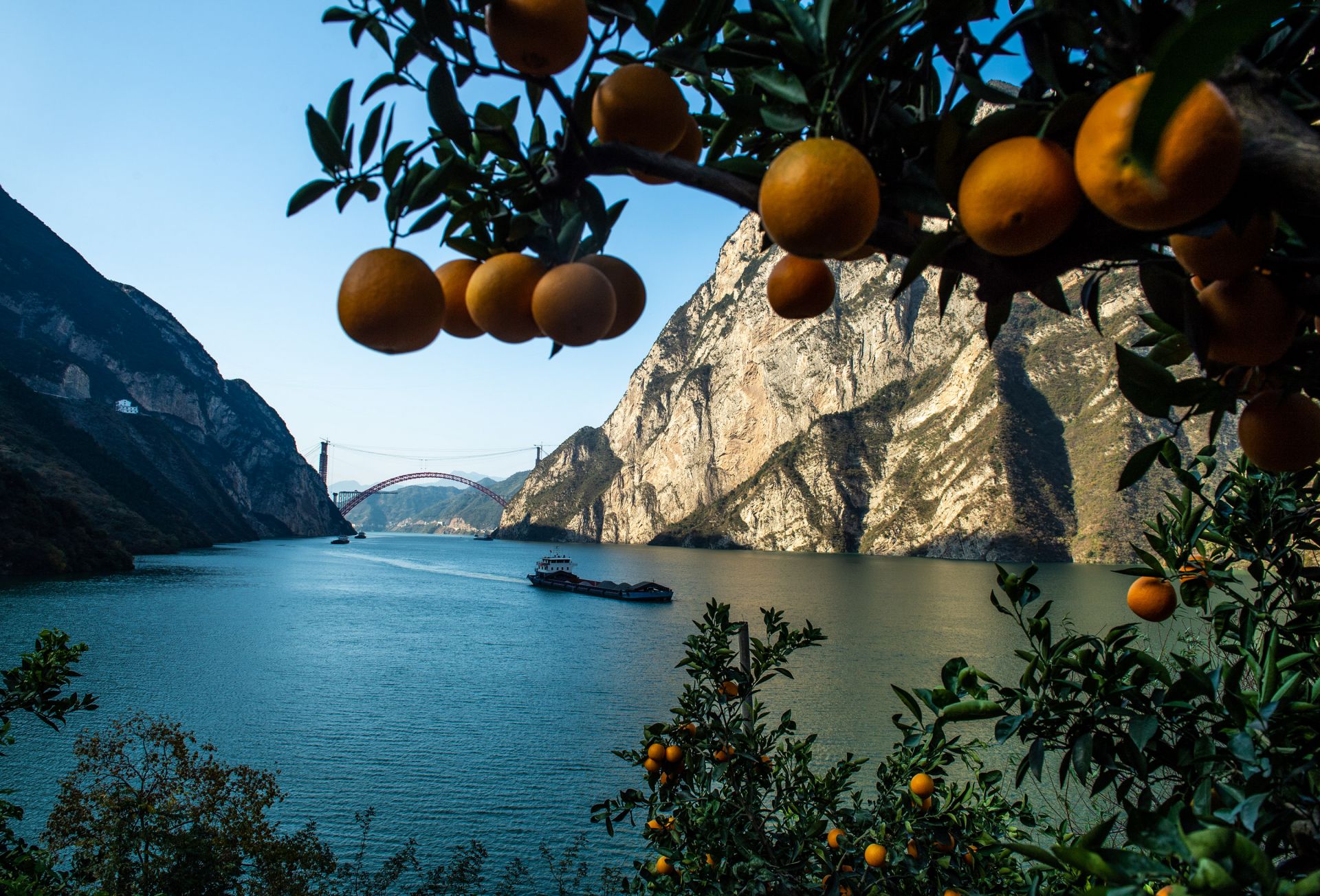 湖北秭归脐橙丰收上市