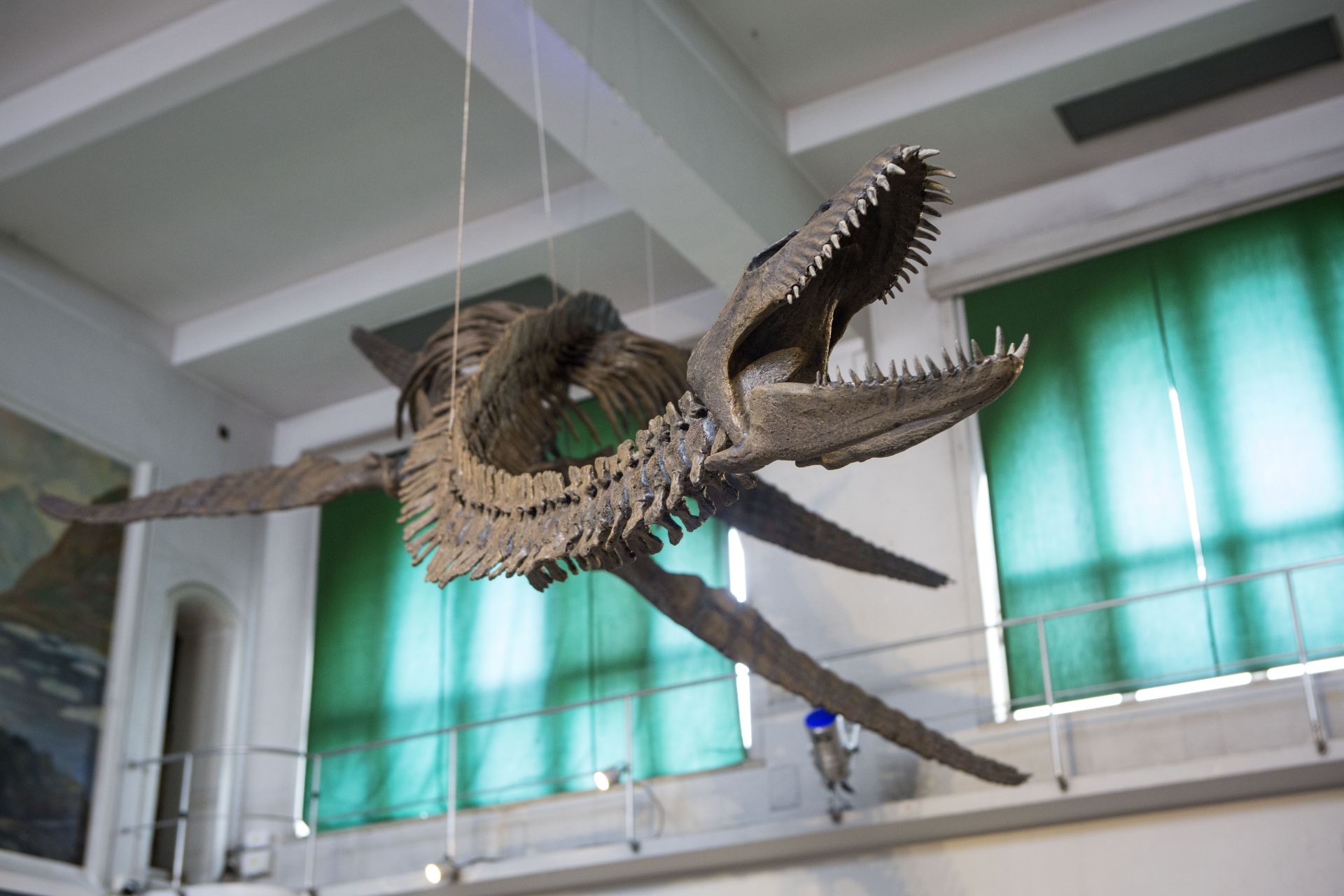 阿根廷修复罕见的蛇颈龙骨架化石