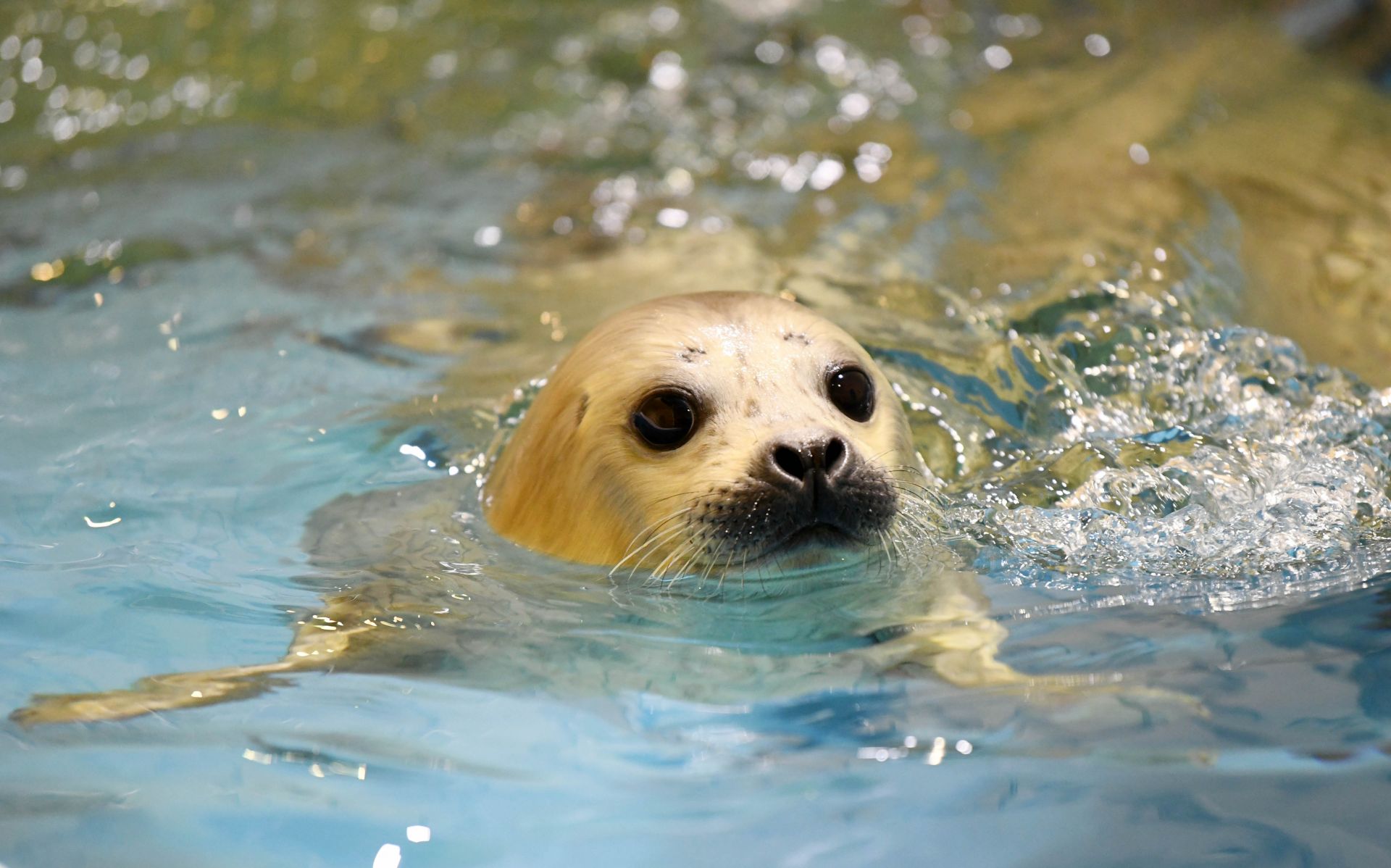 哈尔滨极地馆:海豹宝宝水中"秀萌"