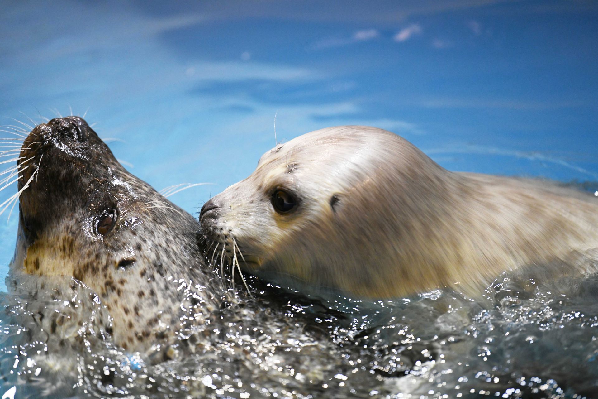哈尔滨极地馆:海豹宝宝水中"秀萌"