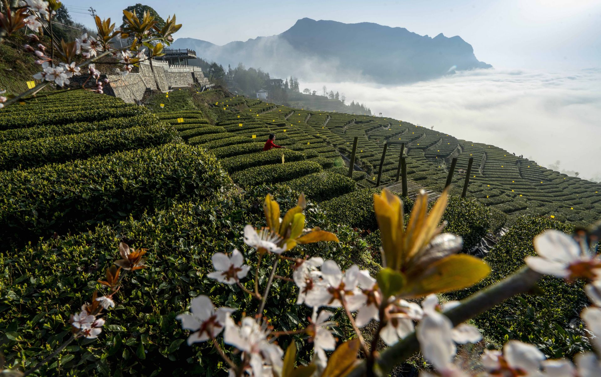 青岛茶山风景区图片