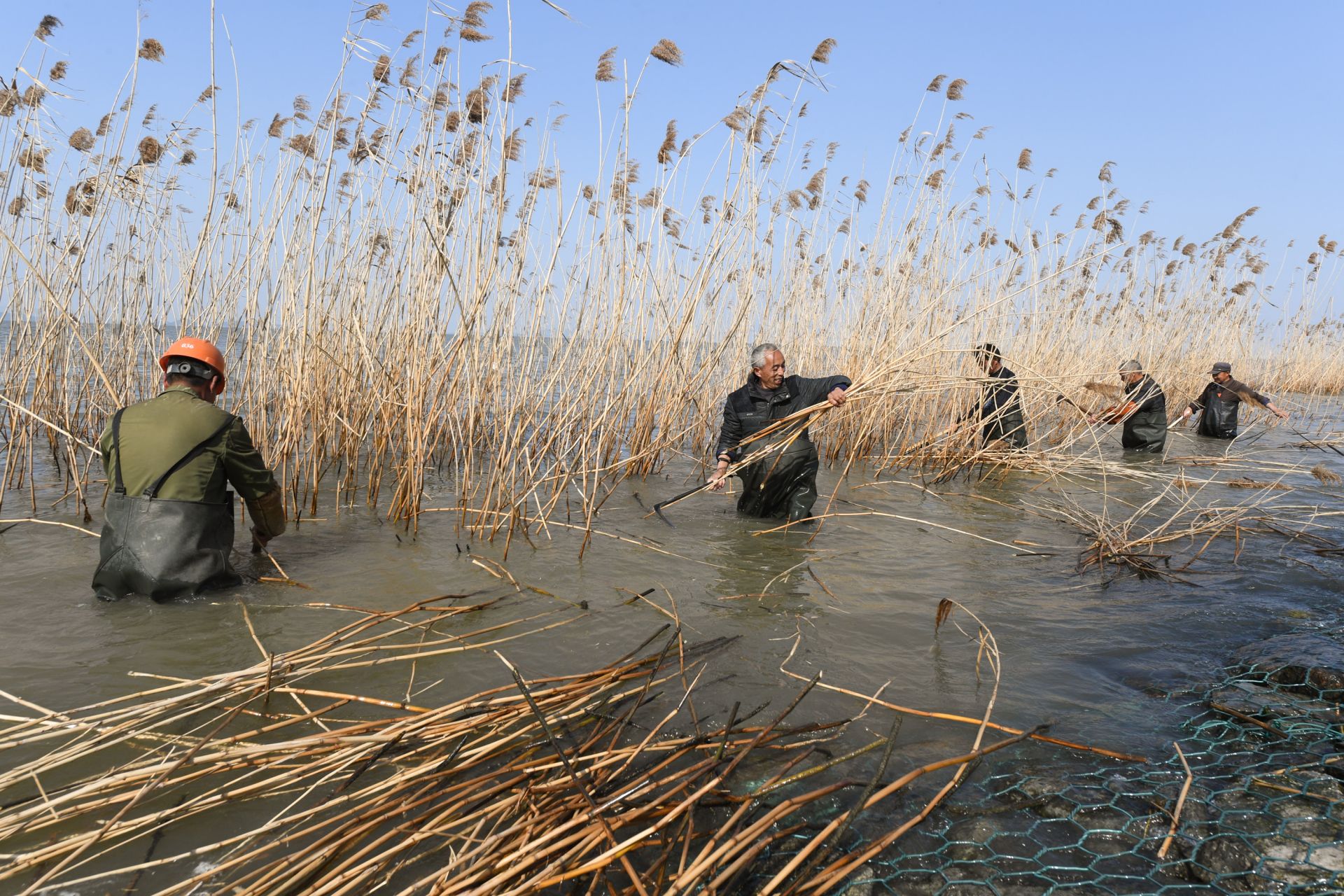 太湖芦苇收割忙