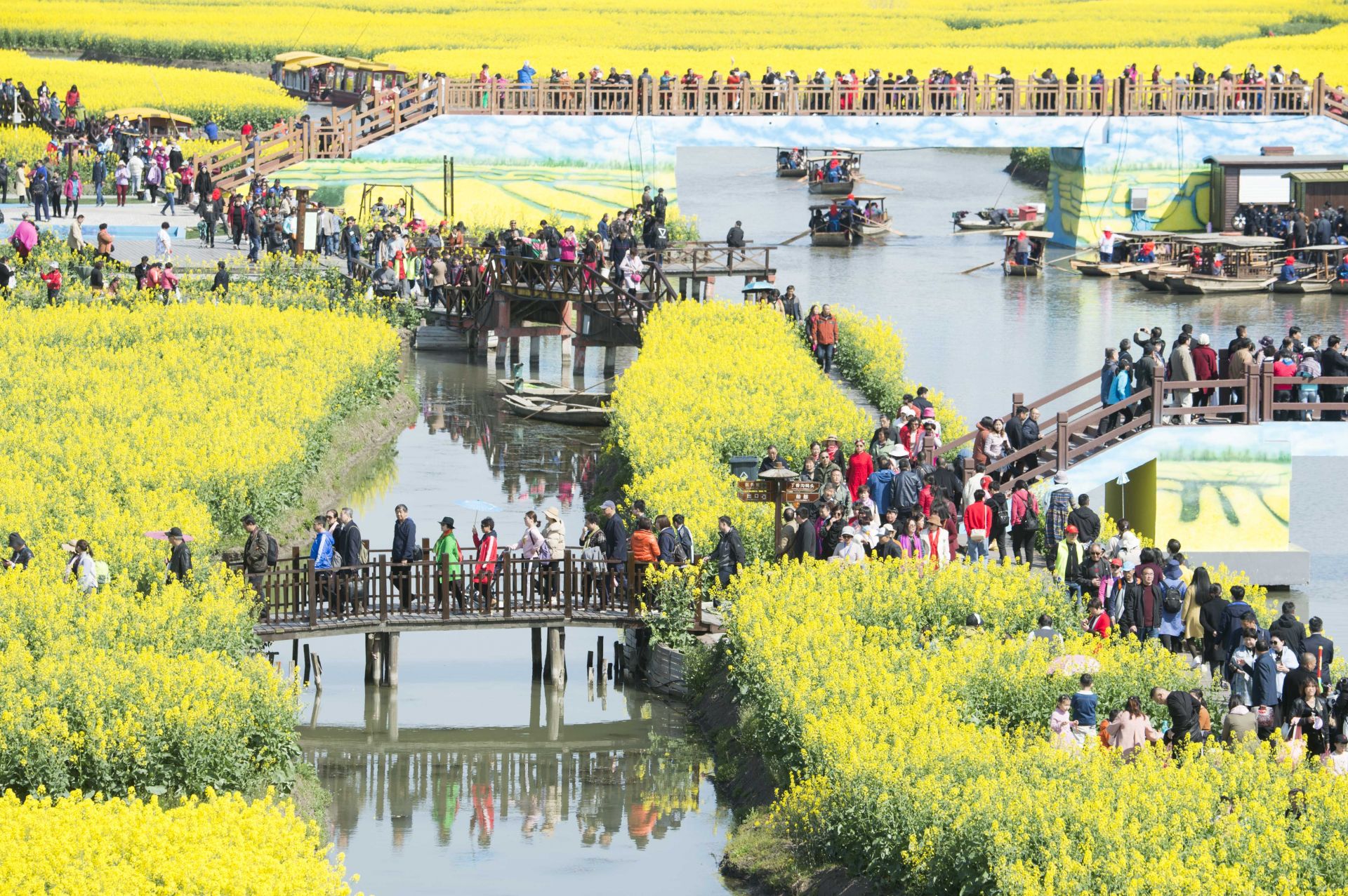 江苏泰州:千垛菜花引客来