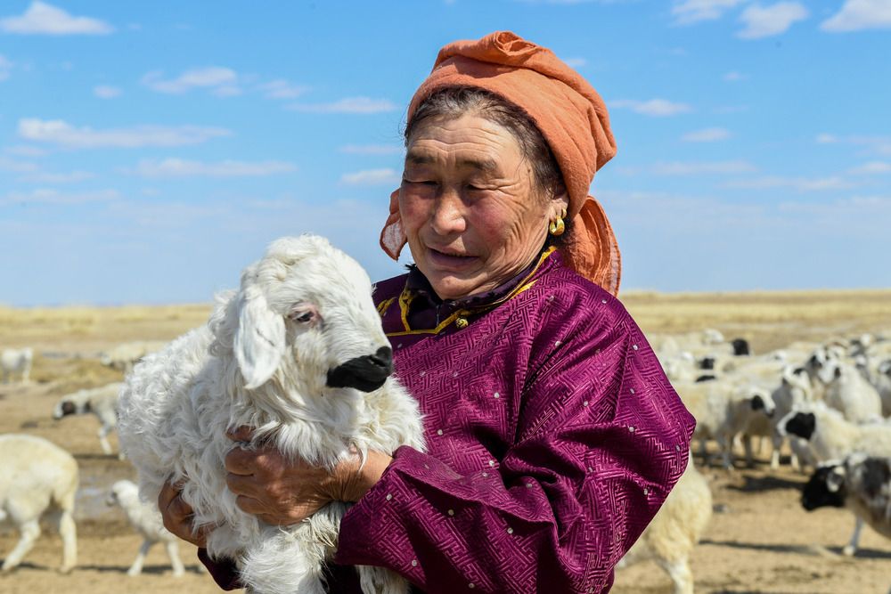 呼伦贝尔牧民喜接春羔